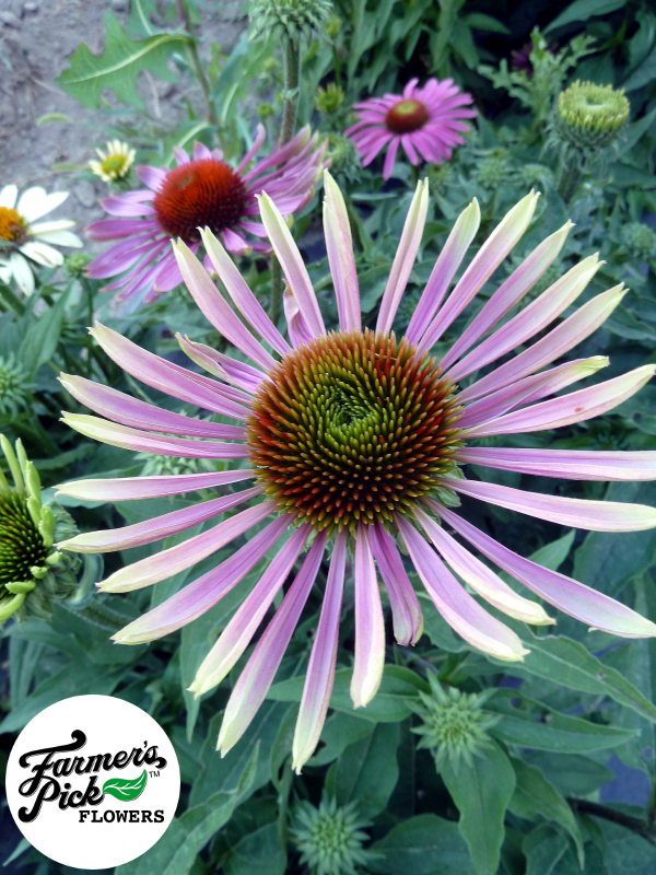 Flowers 19 : FarmStand in Boise, Idaho