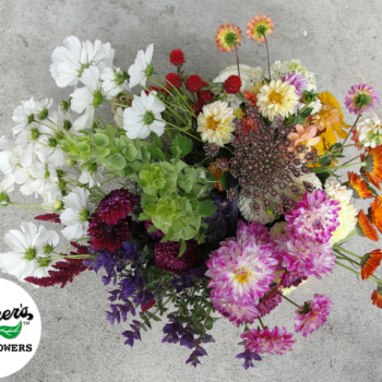 Farmers Pick local fresh cut flower farm - Boise, Idaho USA
