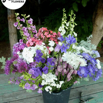 Farmers Pick local fresh cut flower farm - Boise, Idaho USA