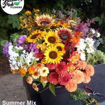 Farmers Pick local fresh cut flower farm - Boise, Idaho USA