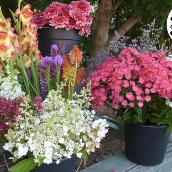 Farmers Pick local fresh cut flower farm - Boise, Idaho USA