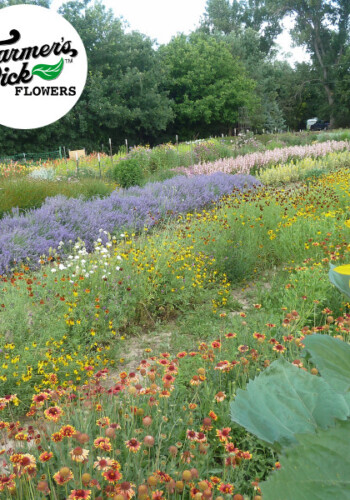 Farmers Pick local fresh cut flower farm - Boise, Idaho USA