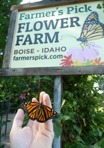 Farmers Pick local fresh cut flower farm - Boise, Idaho USA