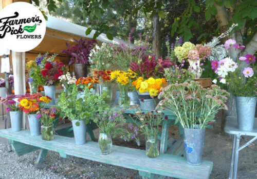 Farmers Pick local fresh cut flower farm - Boise, Idaho USA