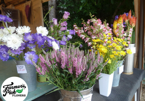 Farmers Pick local fresh cut flower farm - Boise, Idaho USA