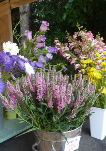 Farmers Pick local fresh cut flower farm - Boise, Idaho USA