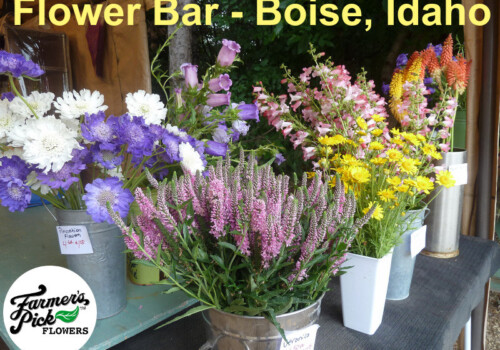 Farmers Pick local fresh cut flower farm - Boise, Idaho USA