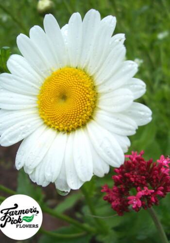 Farmers Pick local fresh cut flower farm - Boise, Idaho USA