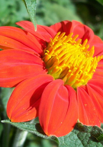 Farmers Pick local fresh cut flower farm - Boise, Idaho USA