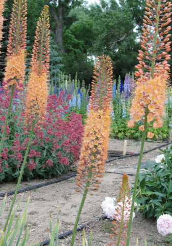 Farmers Pick local fresh cut flower farm - Boise, Idaho USA