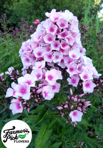 Farmers Pick local fresh cut flower farm - Boise, Idaho USA