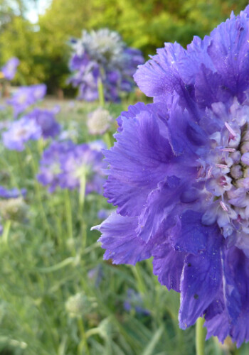 Farmers Pick local fresh cut flower farm - Boise, Idaho USA