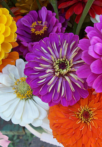 Farmers Pick local fresh cut flower farm - Boise, Idaho USA