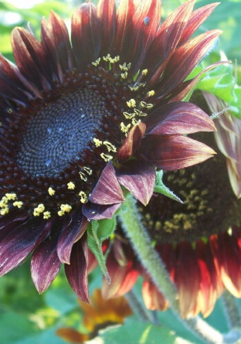 Farmers Pick local fresh cut flower farm - Boise, Idaho USA