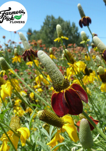 Farmers Pick local fresh cut flower farm - Boise, Idaho USA