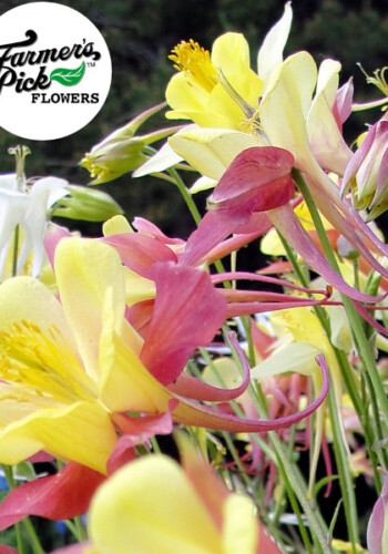 Farmers Pick local fresh cut flower farm - Boise, Idaho USA