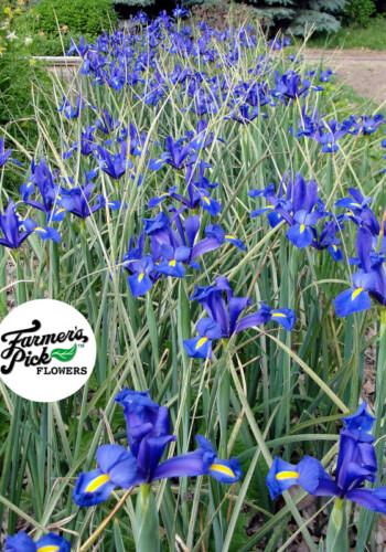 Farmers Pick local fresh cut flower farm - Boise, Idaho USA