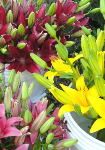 Farmers Pick local fresh cut flower farm - Boise, Idaho USA