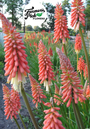Farmers Pick local fresh cut flower farm - Boise, Idaho USA