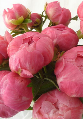 Farmers Pick local fresh cut flower farm - Boise, Idaho USA