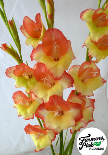 Farmers Pick local fresh cut flower farm - Boise, Idaho USA