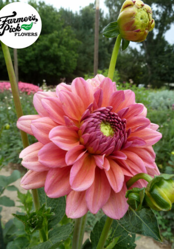 Farmers Pick local fresh cut flower farm - Boise, Idaho USA