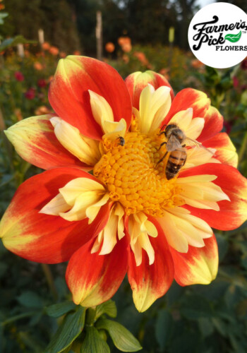 Farmers Pick local fresh cut flower farm - Boise, Idaho USA