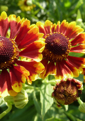 Farmers Pick local fresh cut flower farm - Boise, Idaho USA