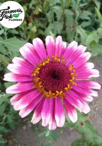 Farmers Pick local fresh cut flower farm - Boise, Idaho USA