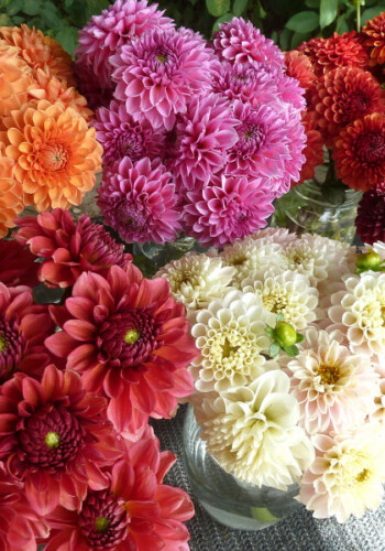 Farmers Pick local fresh cut flower farm - Boise, Idaho USA