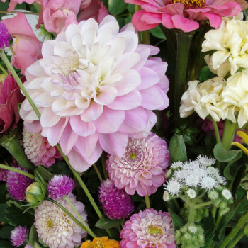 Farmers Pick local fresh cut flower farm - Boise, Idaho USA