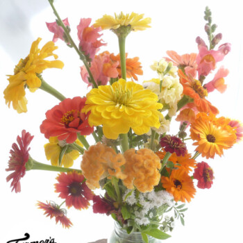 Farmers Pick local fresh cut flower farm - Boise, Idaho USA