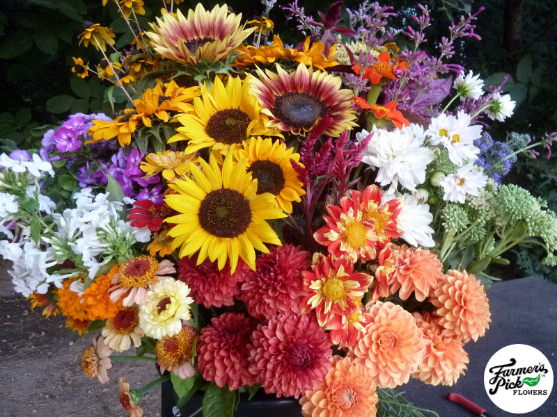 Farmers Pick local fresh cut flower farm - Boise, Idaho USA
