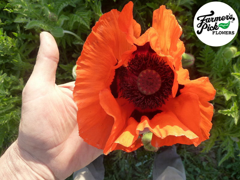 Farmers Pick local fresh cut flower farm - Boise, Idaho USA
