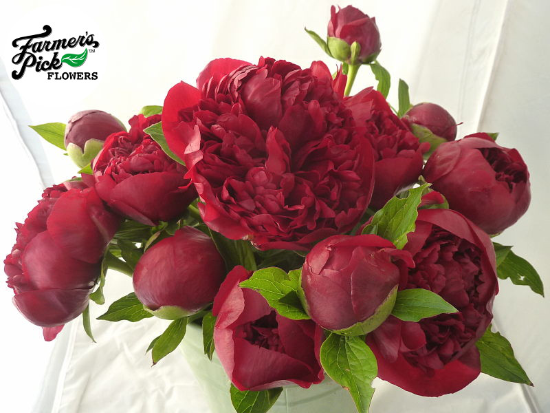 Farmers Pick local fresh cut flower farm - Boise, Idaho USA