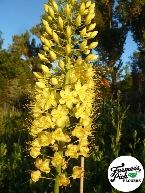 Farmers Pick local fresh cut flower farm - Boise, Idaho USA