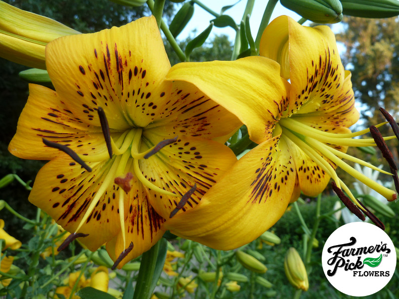 Farmers Pick local fresh cut flower farm - Boise, Idaho USA