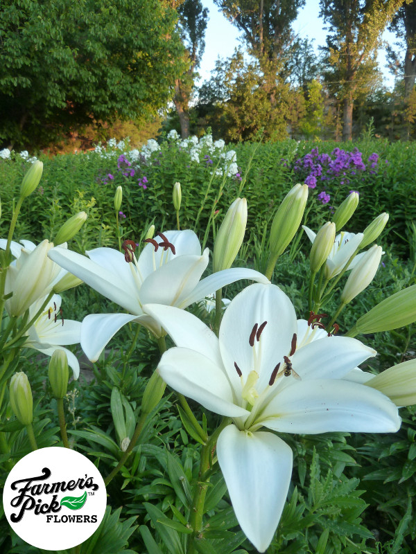 Farmers Pick local fresh cut flower farm - Boise, Idaho USA