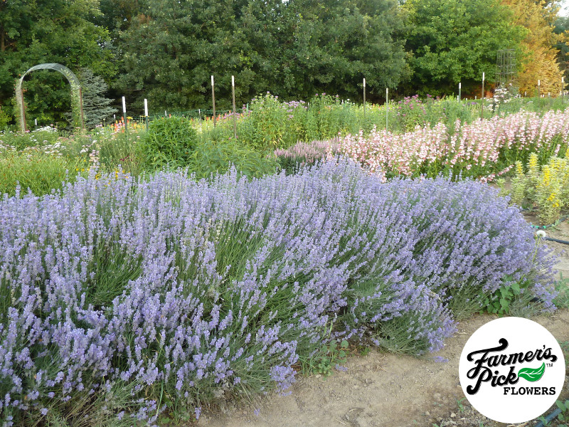 Farmers Pick local fresh cut flower farm - Boise, Idaho USA