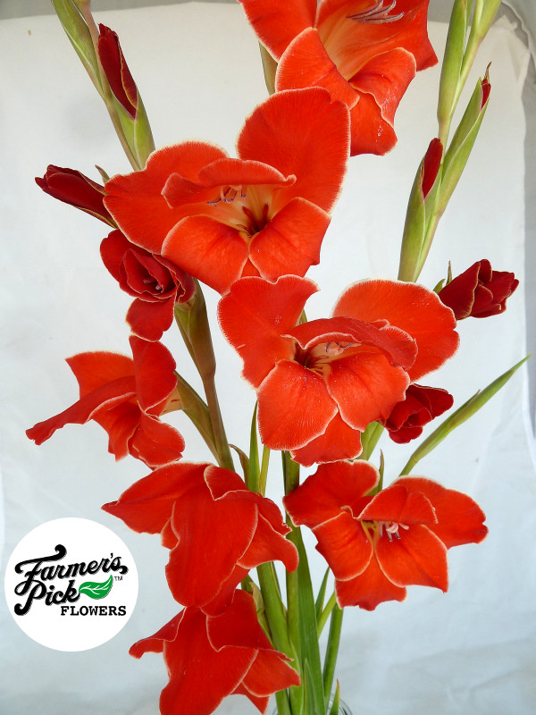 Farmers Pick local fresh cut flower farm - Boise, Idaho USA