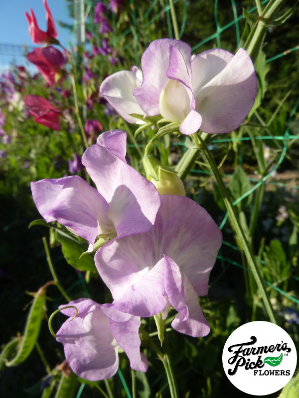 Farmers Pick local fresh cut flower farm - Boise, Idaho USA