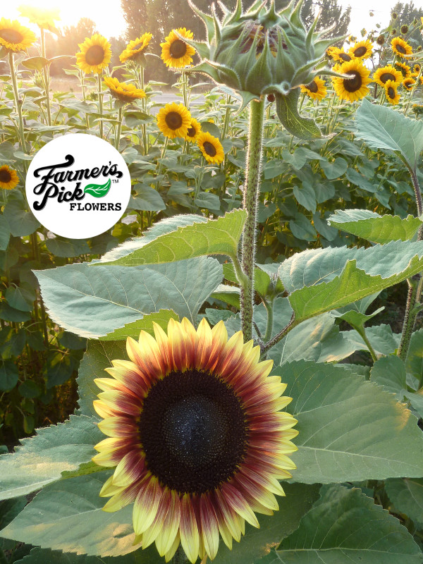 Farmers Pick local fresh cut flower farm - Boise, Idaho USA