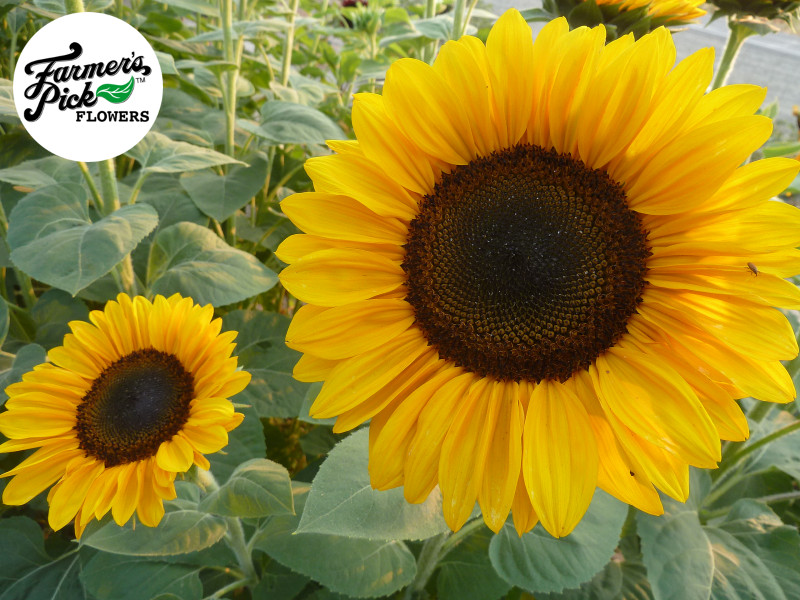 Farmers Pick local fresh cut flower farm - Boise, Idaho USA