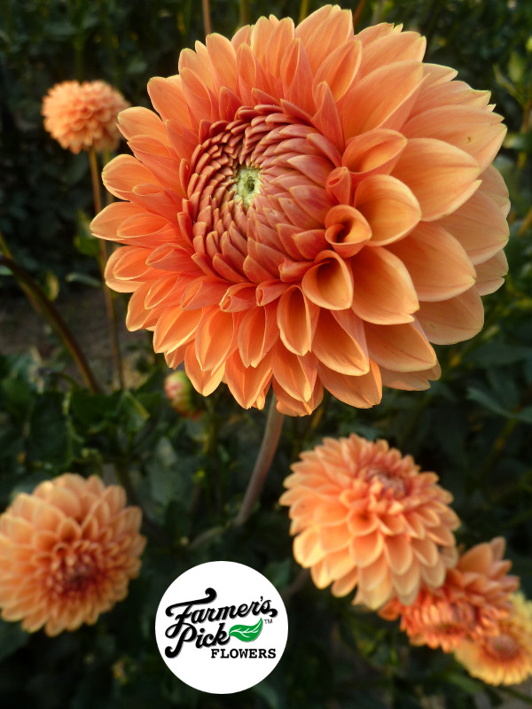 Farmers Pick local fresh cut flower farm - Boise, Idaho USA