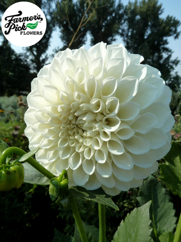 Farmers Pick local fresh cut flower farm - Boise, Idaho USA