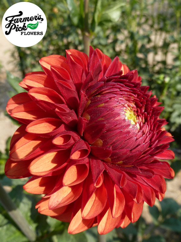 Farmers Pick local fresh cut flower farm - Boise, Idaho USA
