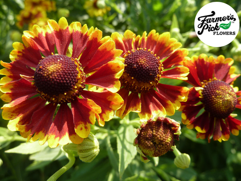 Farmers Pick local fresh cut flower farm - Boise, Idaho USA