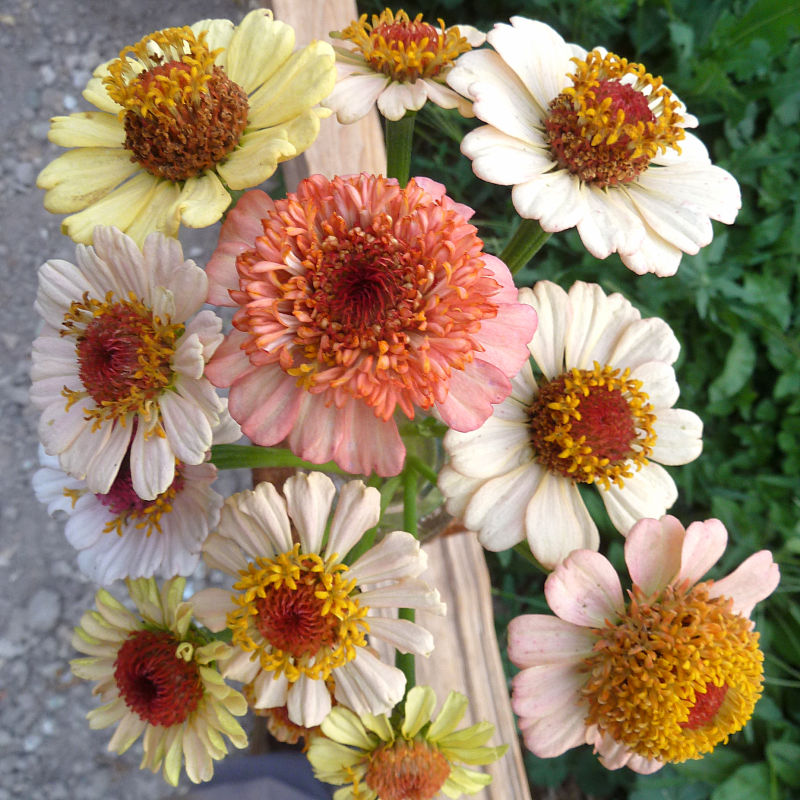Farmers Pick local fresh cut flower farm - Boise, Idaho USA