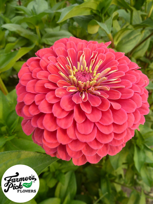 Farmers Pick local fresh cut flower farm - Boise, Idaho USA