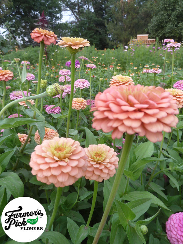 Farmers Pick local fresh cut flower farm - Boise, Idaho USA